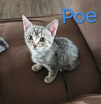 Poe - Photo 1