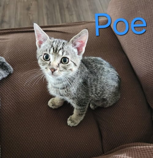POE - Domestic Short Hair available for adoption