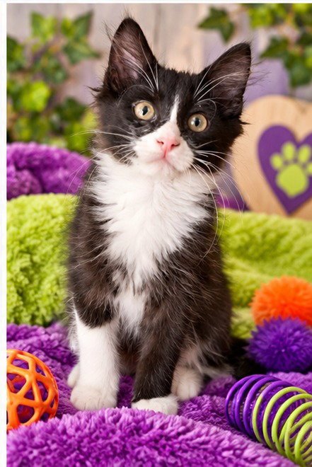 DANE - Domestic Short Hair available for adoption
