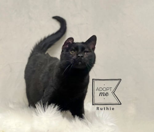 RUTHIE - Domestic Short Hair available for adoption