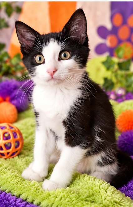 DYLAN - Domestic Short Hair available for adoption
