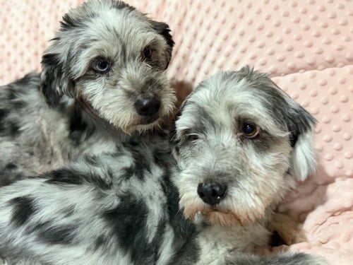 TRIPP - Australian Shepherd / Lhasa Apso available for adoption