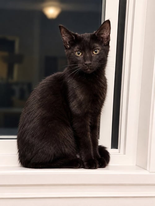 NASHVILLE - Domestic Medium Hair available for adoption
