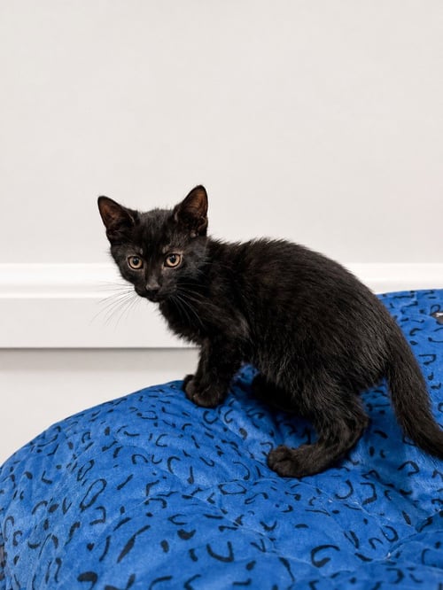NASHVILLE - Domestic Medium Hair available for adoption