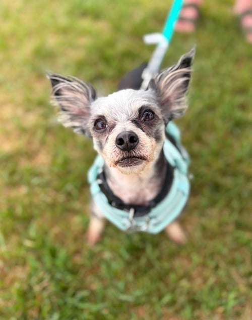 PIXIE STIX - Chihuahua / Terrier for adoption in Salt Lake City