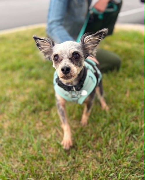 PIXIE STIX - Chihuahua / Terrier available for adoption