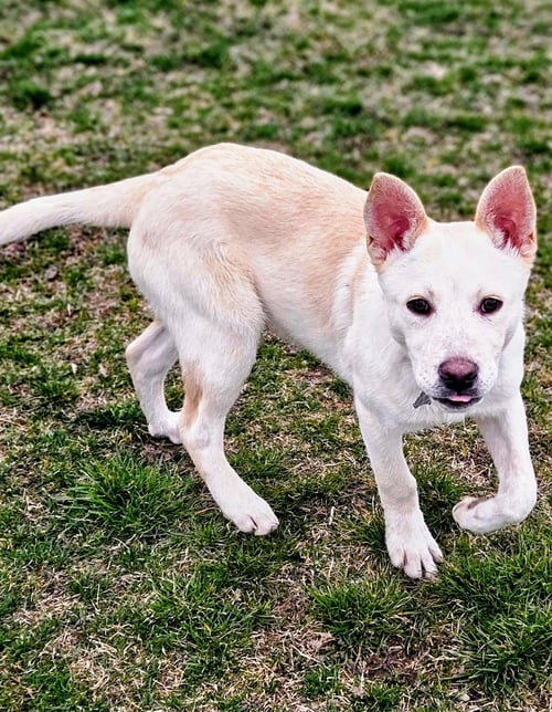RAPHAEL - Australian Cattle Dog/Blue Heeler for adoption in West Jordan