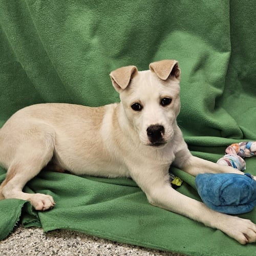 RAPHAEL - Australian Cattle Dog/Blue Heeler available for adoption