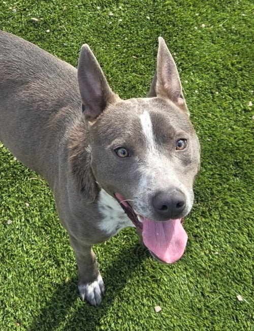 TREY - Australian Cattle Dog/Blue Heeler / Pit Bull Terrier for adoption in Salt Lake City
