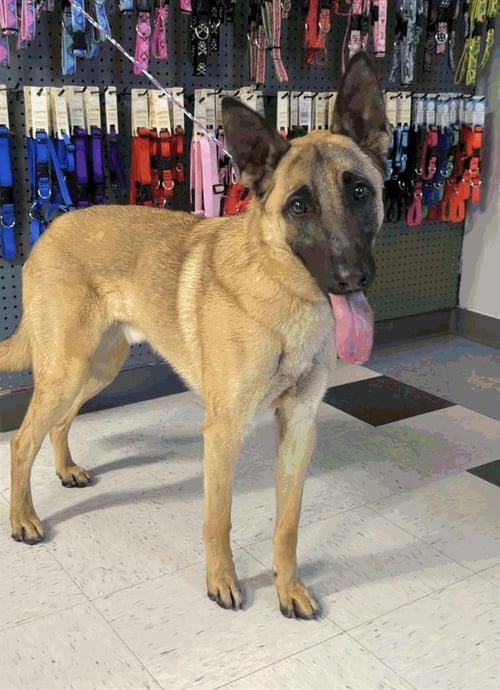 TITUS - Belgian Shepherd Malinois for adoption in West Jordan