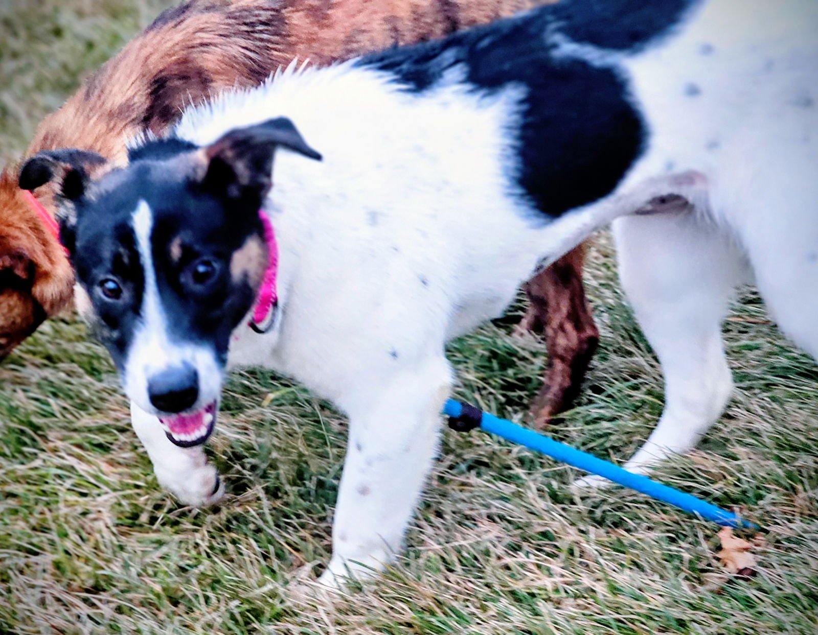 ANGEL - Australian Cattle Dog/Blue Heeler / Australian Shepherd available for adoption