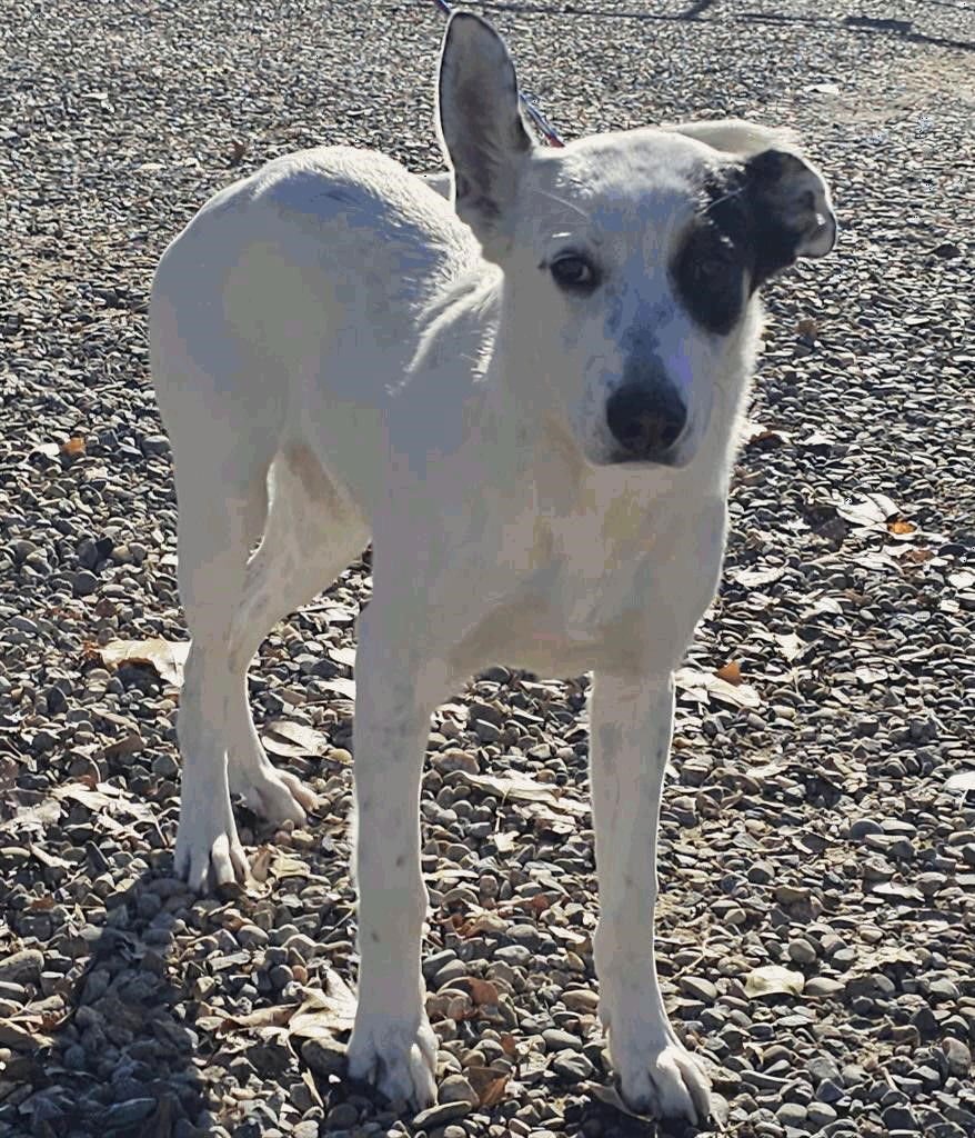 CAMDON - Border Collie / Labrador Retriever available for adoption