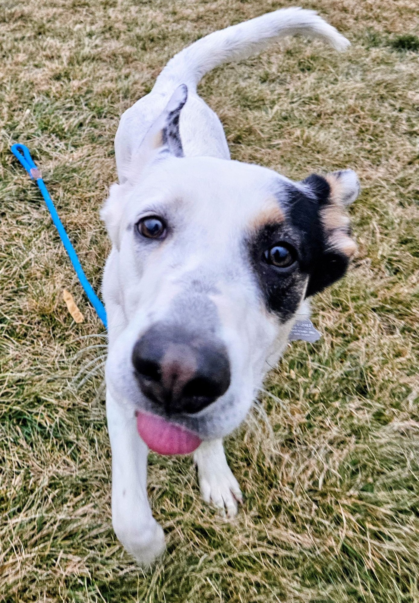 CAMDON - Border Collie / Labrador Retriever available for adoption