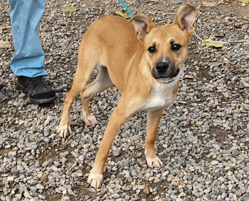 KAHLUA - Shepherd available for adoption