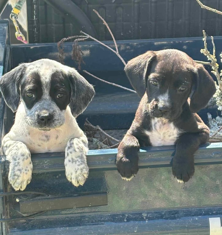 Raven ~ Adoption Pending! Image