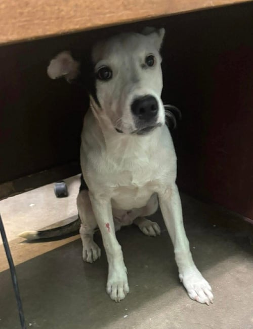 MILLIONAIRE - CUTEST EARS - American Staffordshire Terrier available for adoption