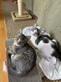 FIG - Photo 4