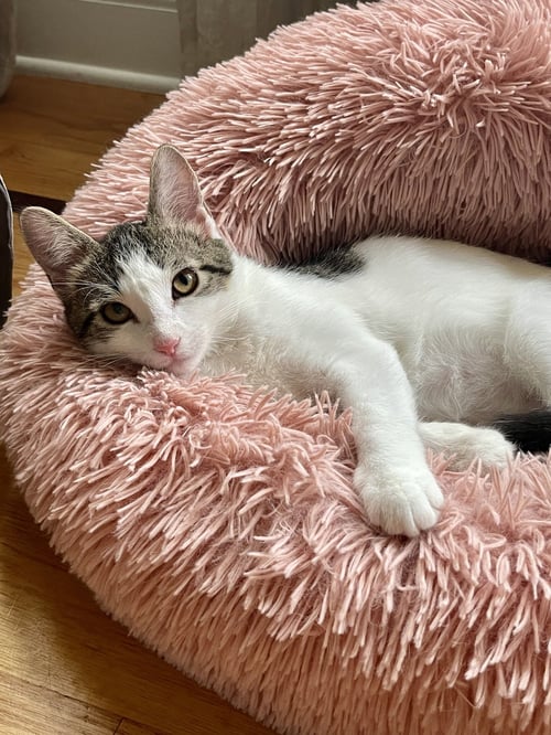 FIG - Domestic Short Hair available for adoption