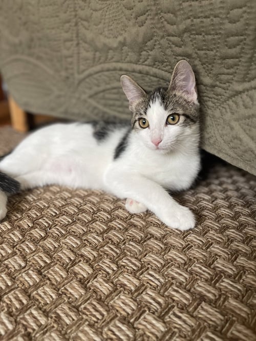 FIG - Domestic Short Hair available for adoption
