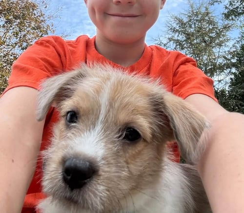 AVANI- THE A LITTER - Cairn Terrier available for adoption