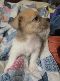 Avani- the A Litter - Photo 3