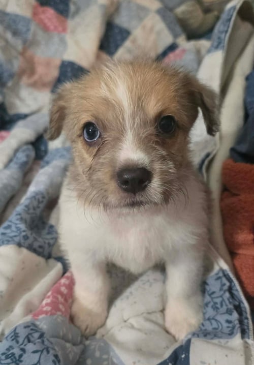 AVANI- THE A LITTER - Cairn Terrier available for adoption