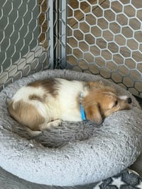 Avani- ADOPTION PENDING - Photo 4