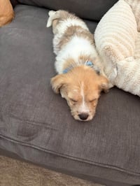 Avani- ADOPTION PENDING - Photo 3