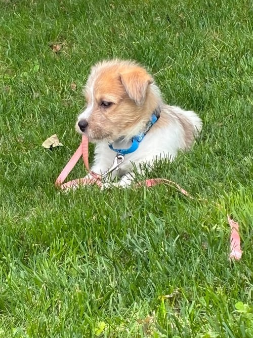 AVANI- THE A LITTER - Cairn Terrier available for adoption