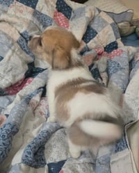 Avani- the A Litter - Photo 4