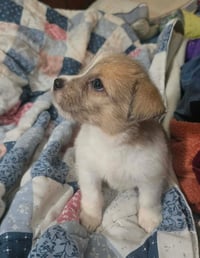 Avani- the A Litter - Photo 2