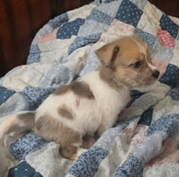 Avani- the A Litter - Photo 5