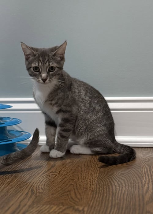 EVERETT - Domestic Short Hair available for adoption