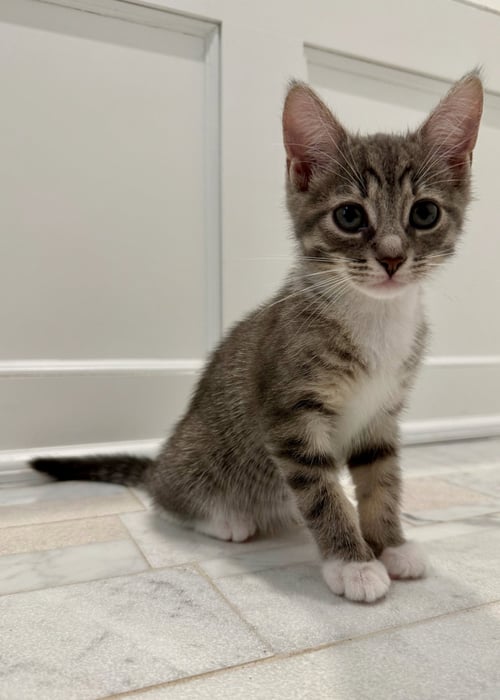EVERETT - Domestic Short Hair available for adoption
