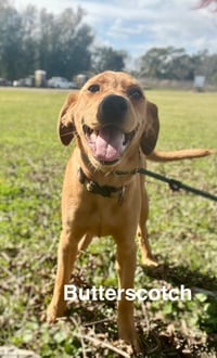 Butterscotch- as sweet as his name - Photo 1