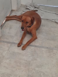 Butterscotch- as sweet as his name - Photo 3