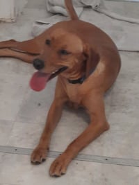Butterscotch- as sweet as his name - Photo 2