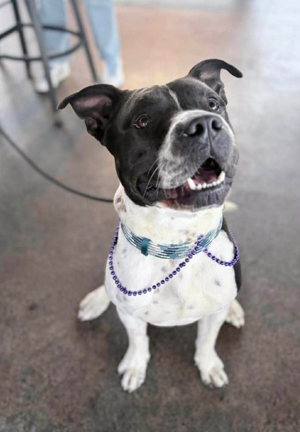 KANO- A PERFECT GENTLEMAN - Pit Bull Terrier / Husky available for adoption