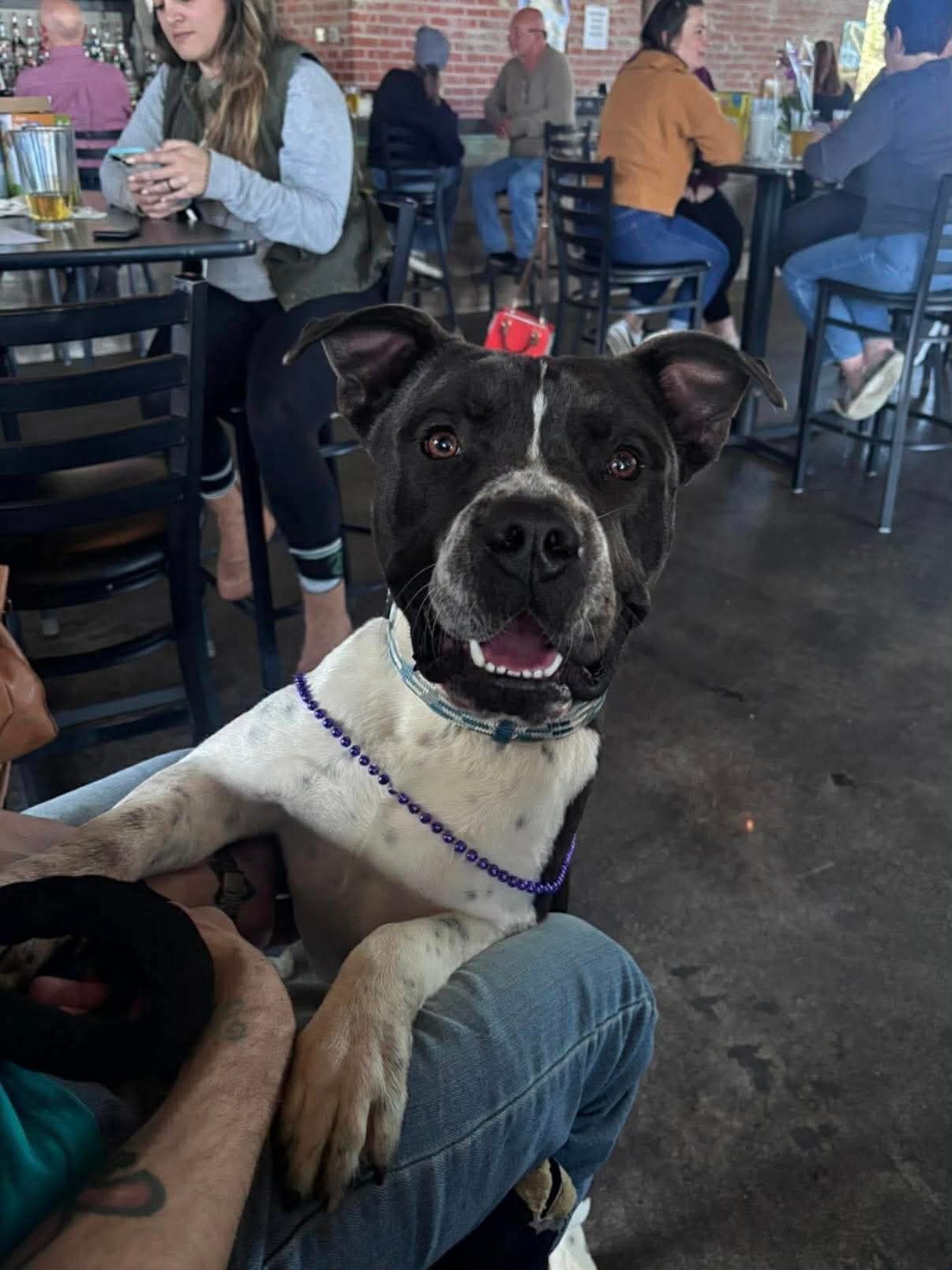 KANO- A PERFECT GENTLEMAN - Pit Bull Terrier / Husky available for adoption