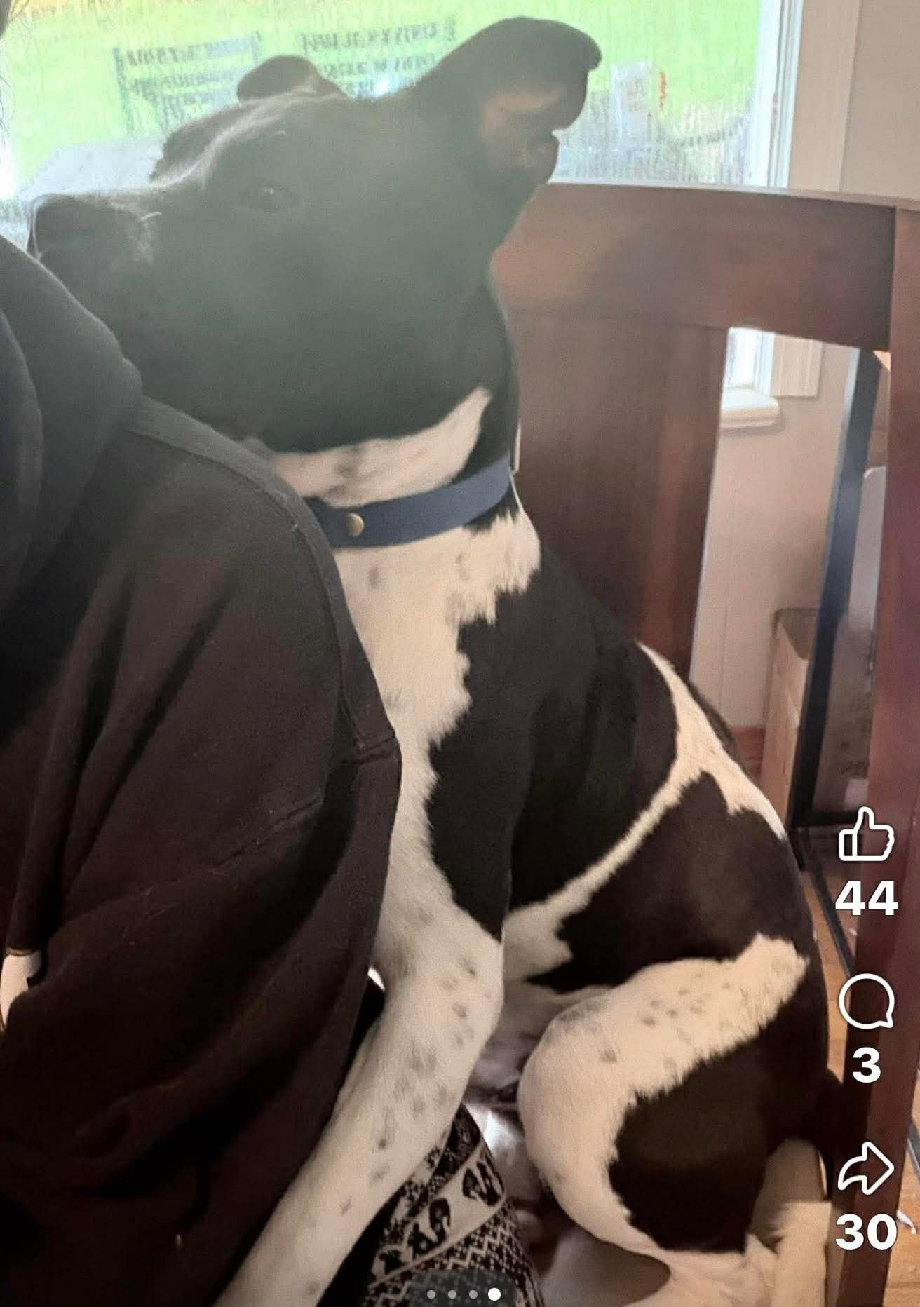 Kano- a perfect gentleman - Photo 3