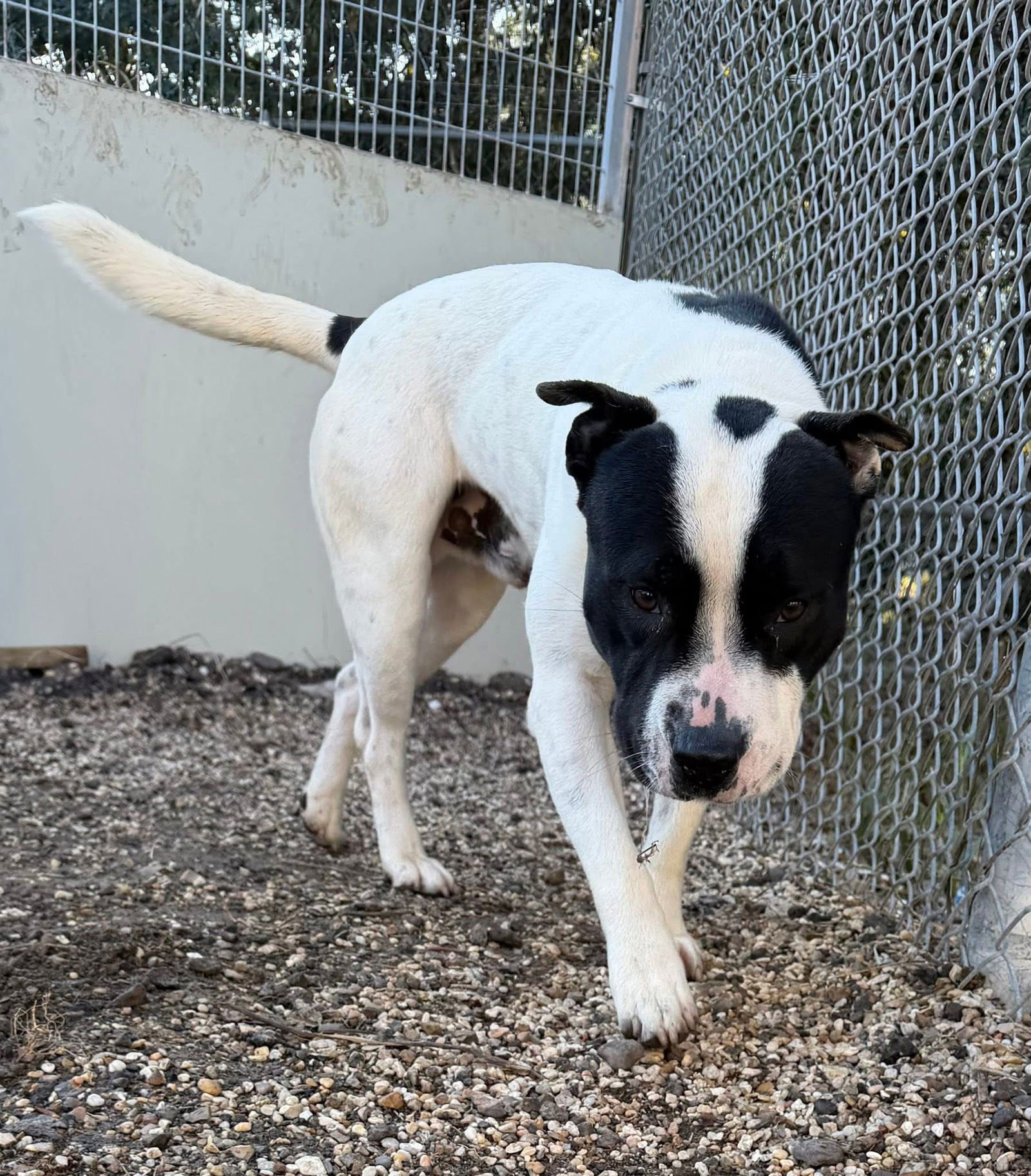 Kano- a perfect gentleman - Photo 4