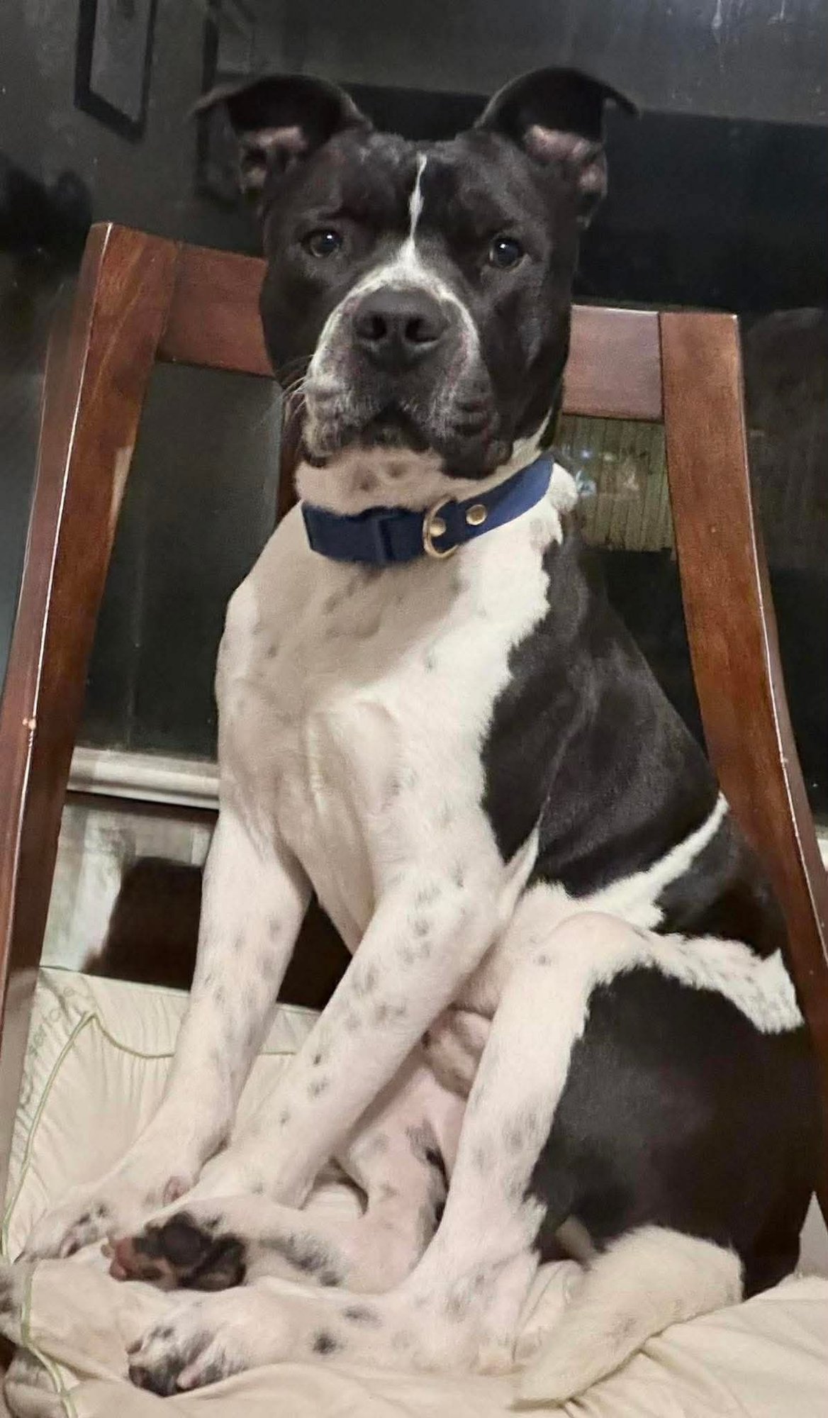 Kano- a perfect gentleman - Photo 5