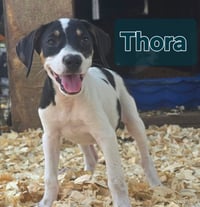 Thora- one of 3 playful sisters - Photo 1