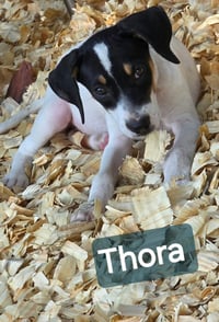Thora- one of 3 playful sisters - Photo 2