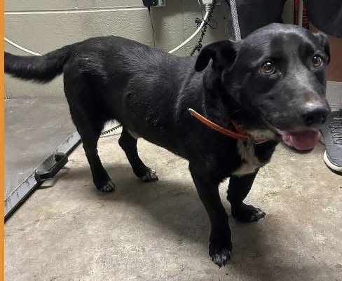 BANDIT-QUIET COMPANION, LOYAL HEART - Terrier / Australian Kelpie available for adoption