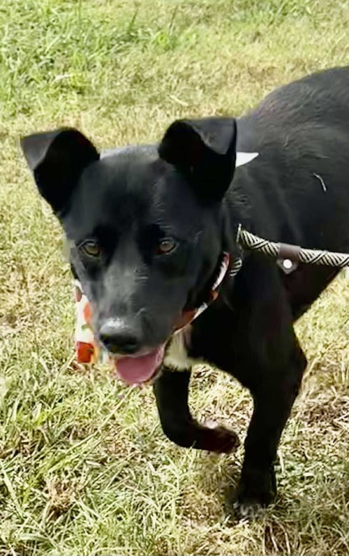 BANDIT-QUIET COMPANION, LOYAL HEART - Terrier / Australian Kelpie available for adoption