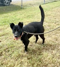 Bandit-quiet companion, loyal heart - Photo 3