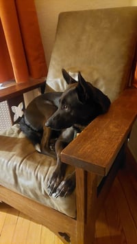 Indigo - Indeed a Good Boy! - Photo 9