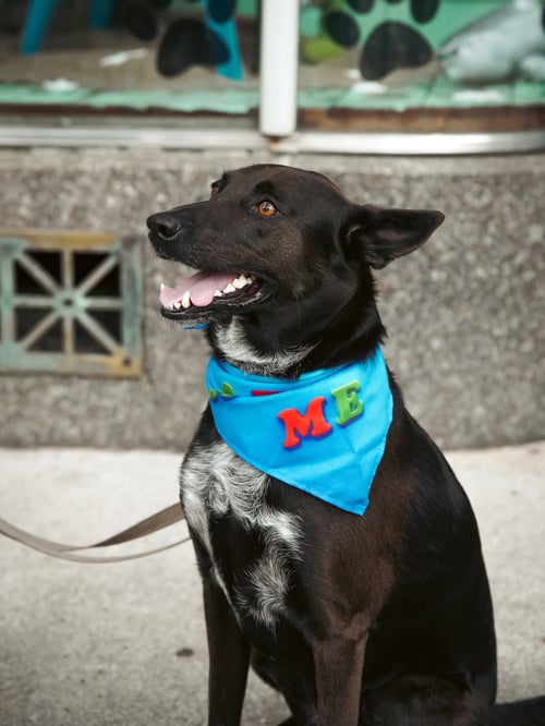 INDIGO - INDEED A GOOD BOY! - Australian Cattle Dog/Blue Heeler available for adoption