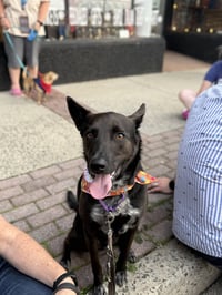 Indigo - Indeed a Good Boy! - Photo 11